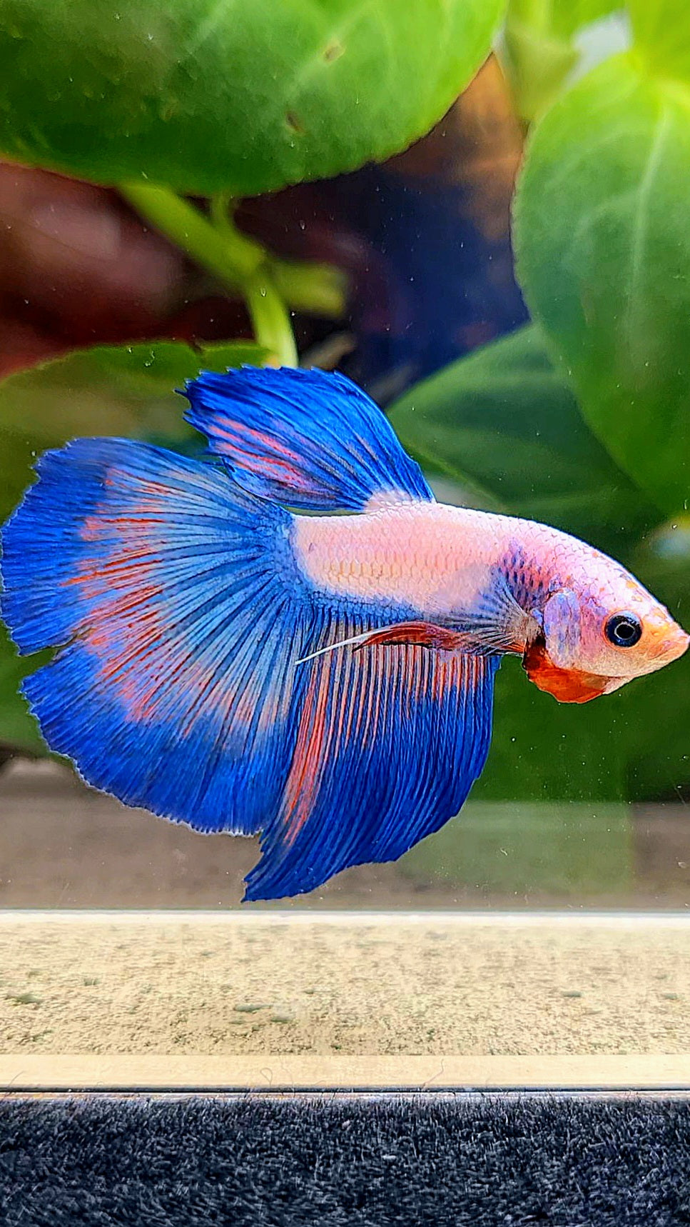 HALFMOON BLUE RIM FLAMINGGO BETTA FISH
