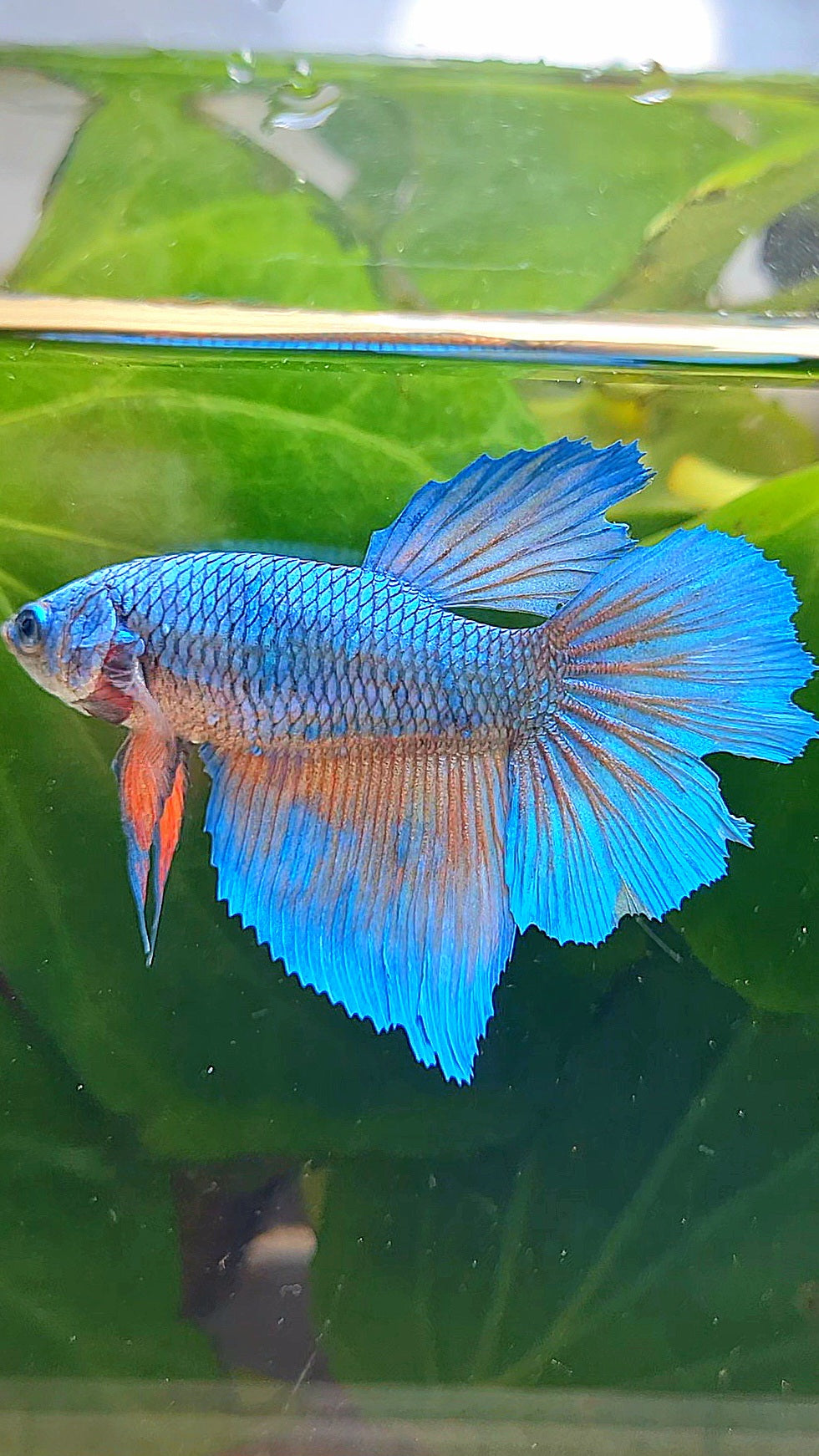 FEMALE HALFMOON BLUE ORANGE WASH BETTA FISH