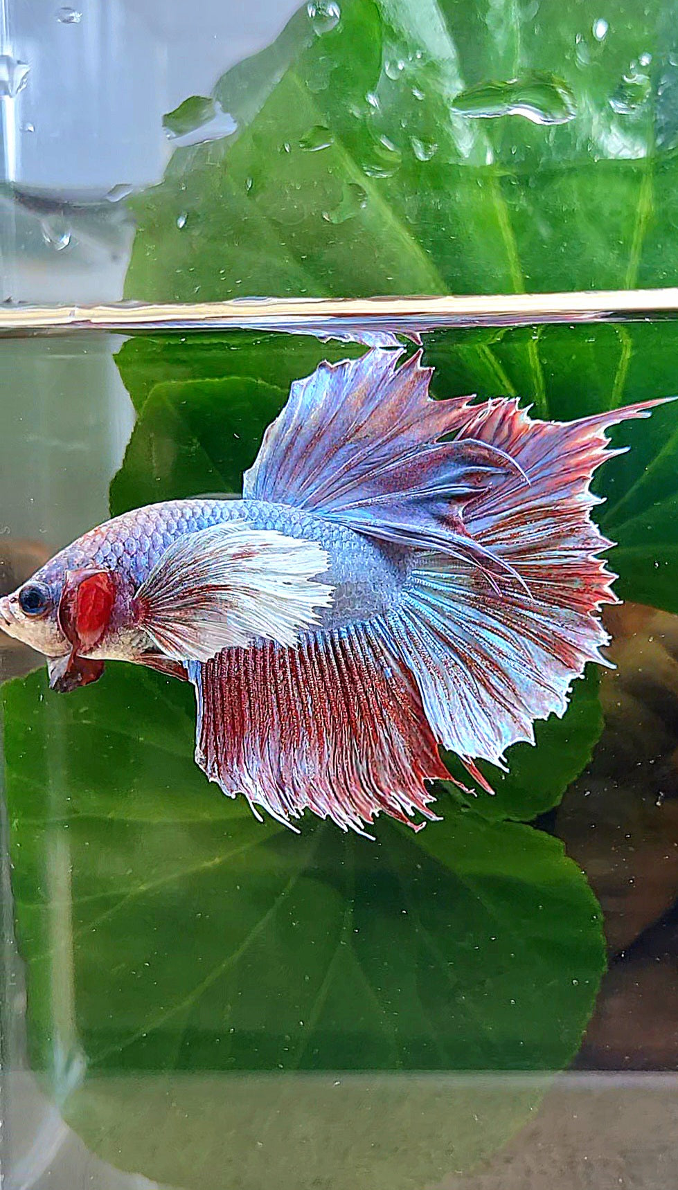 HALFSUN DUMBO EAR FANCY RED PURPLE BETTA FISH