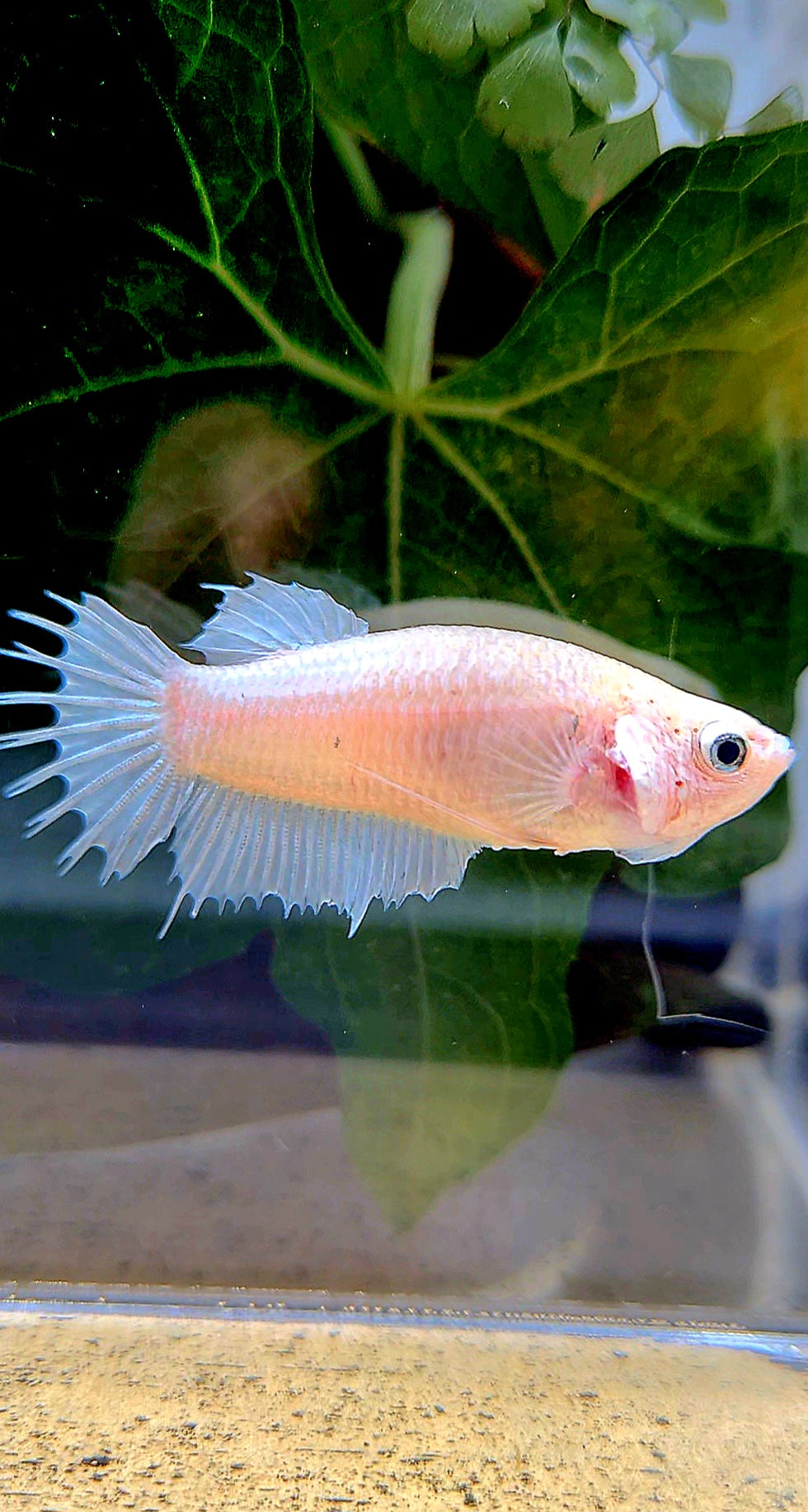 FEMALE CROWNTAIL PLAKAT WHITE BETTA FISH