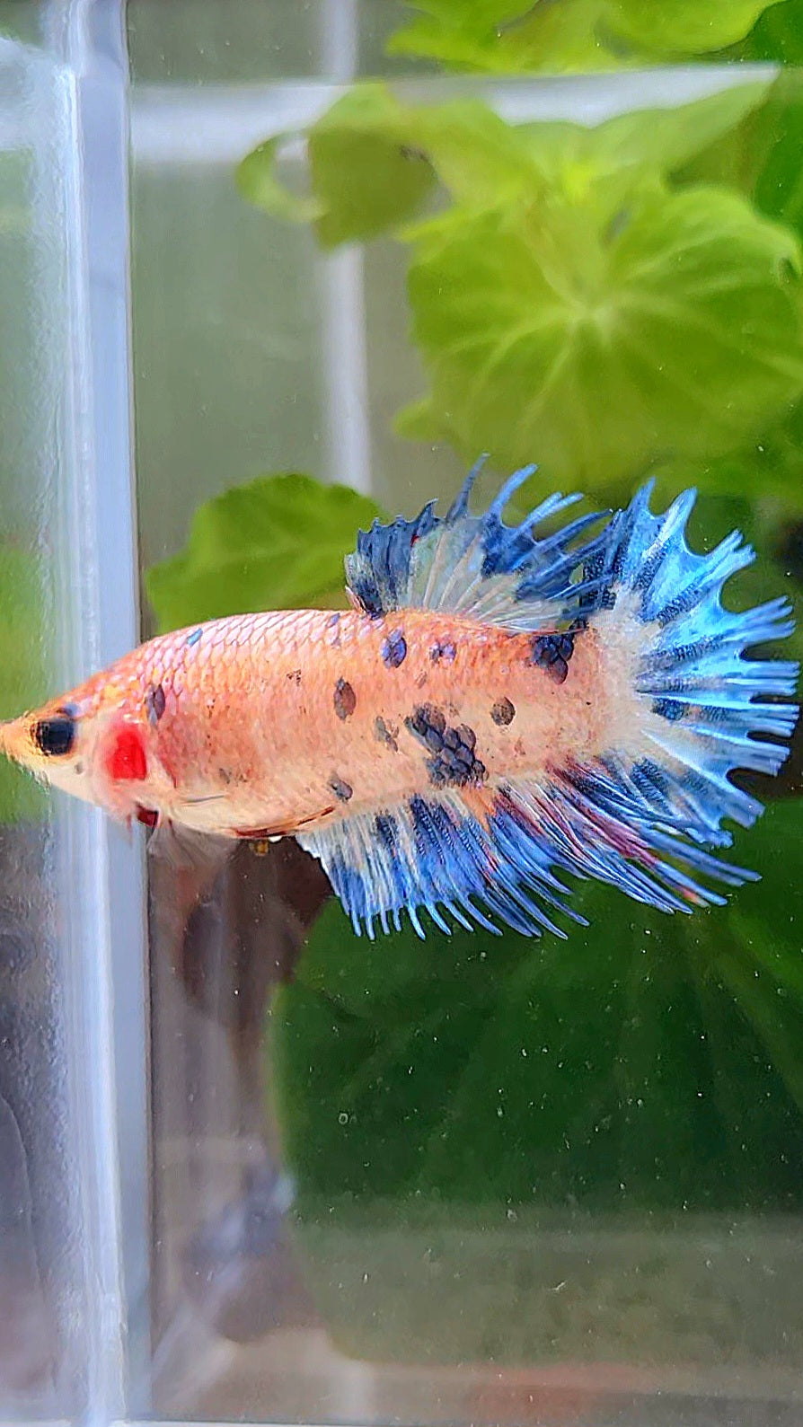FEMALE CROWNTAIL CANDY BLUE DOTS MULTICOLOR BETTA FISH