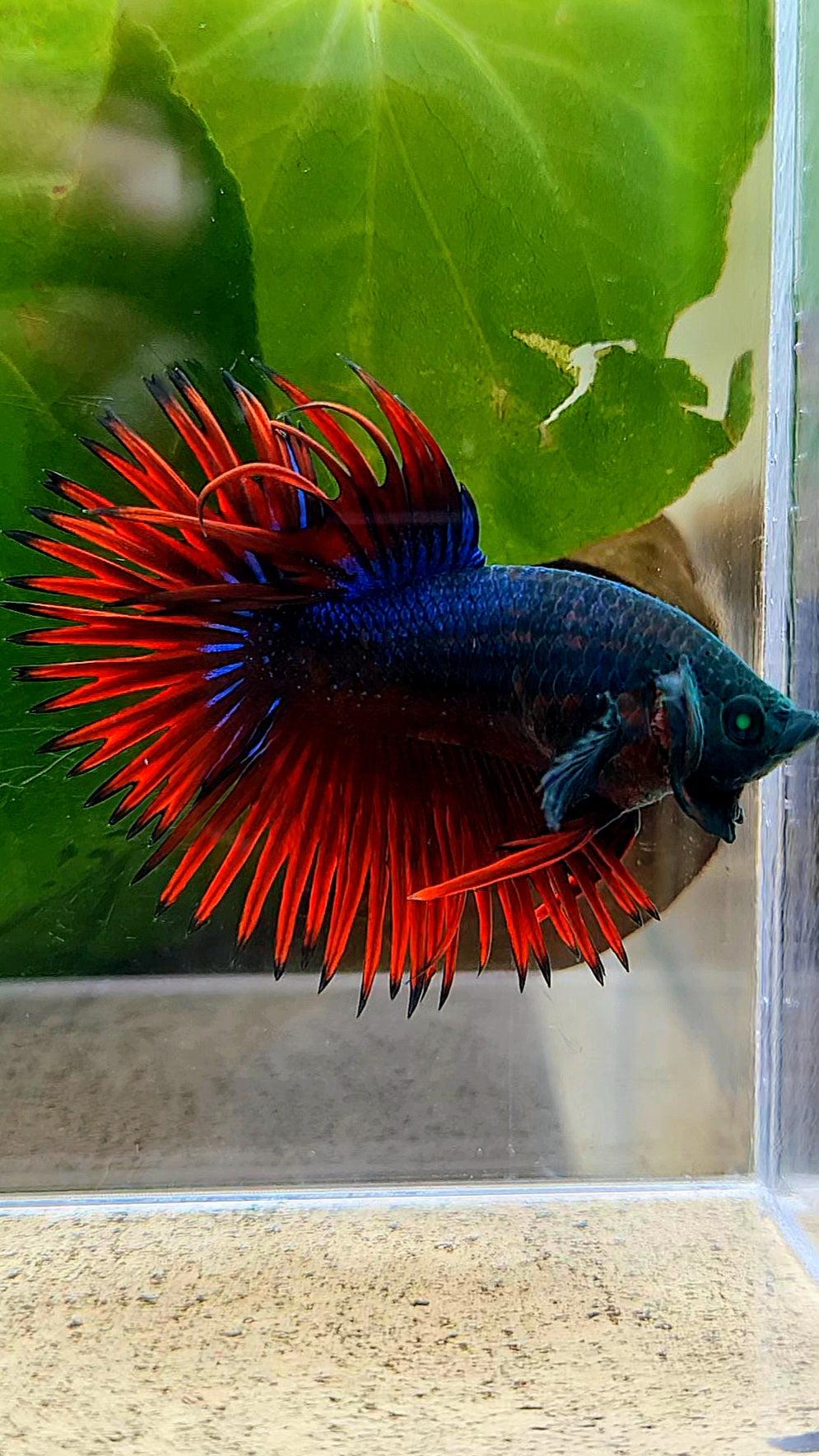 CROWNTAIL HULK VAMPIRE BETTA FISH