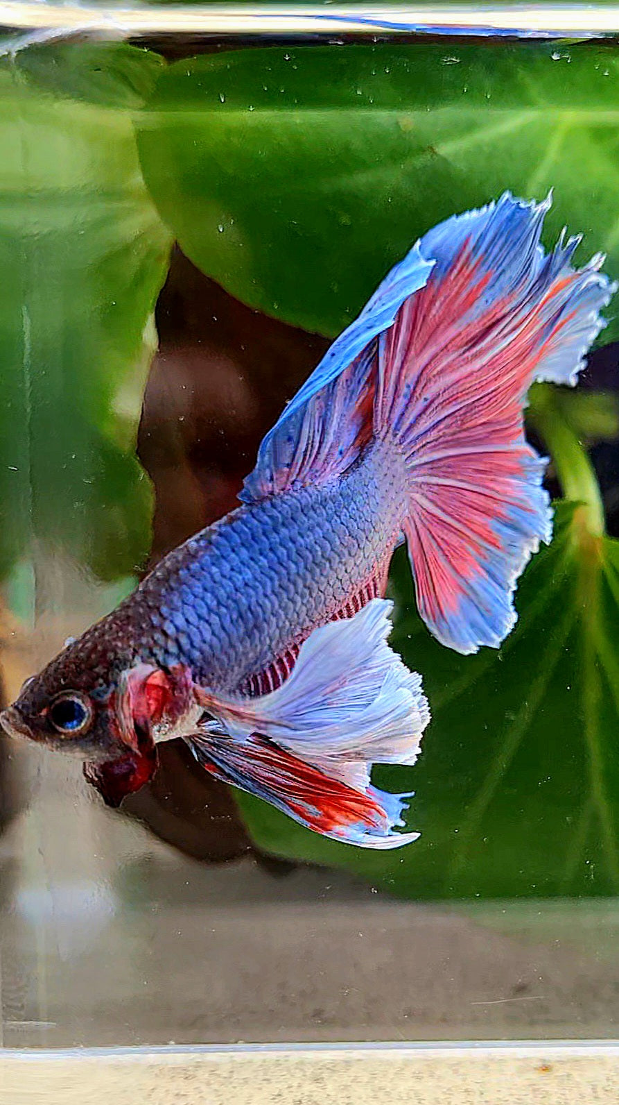 HALFMOON SUPER DUMBO EAR BLUE PURPLE RED BETTA FISH