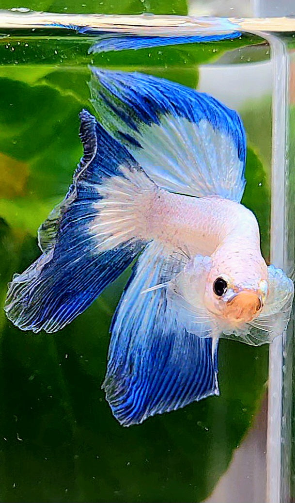 HALFMOON BLUE RIM BUTTERFLY BETTA FISH