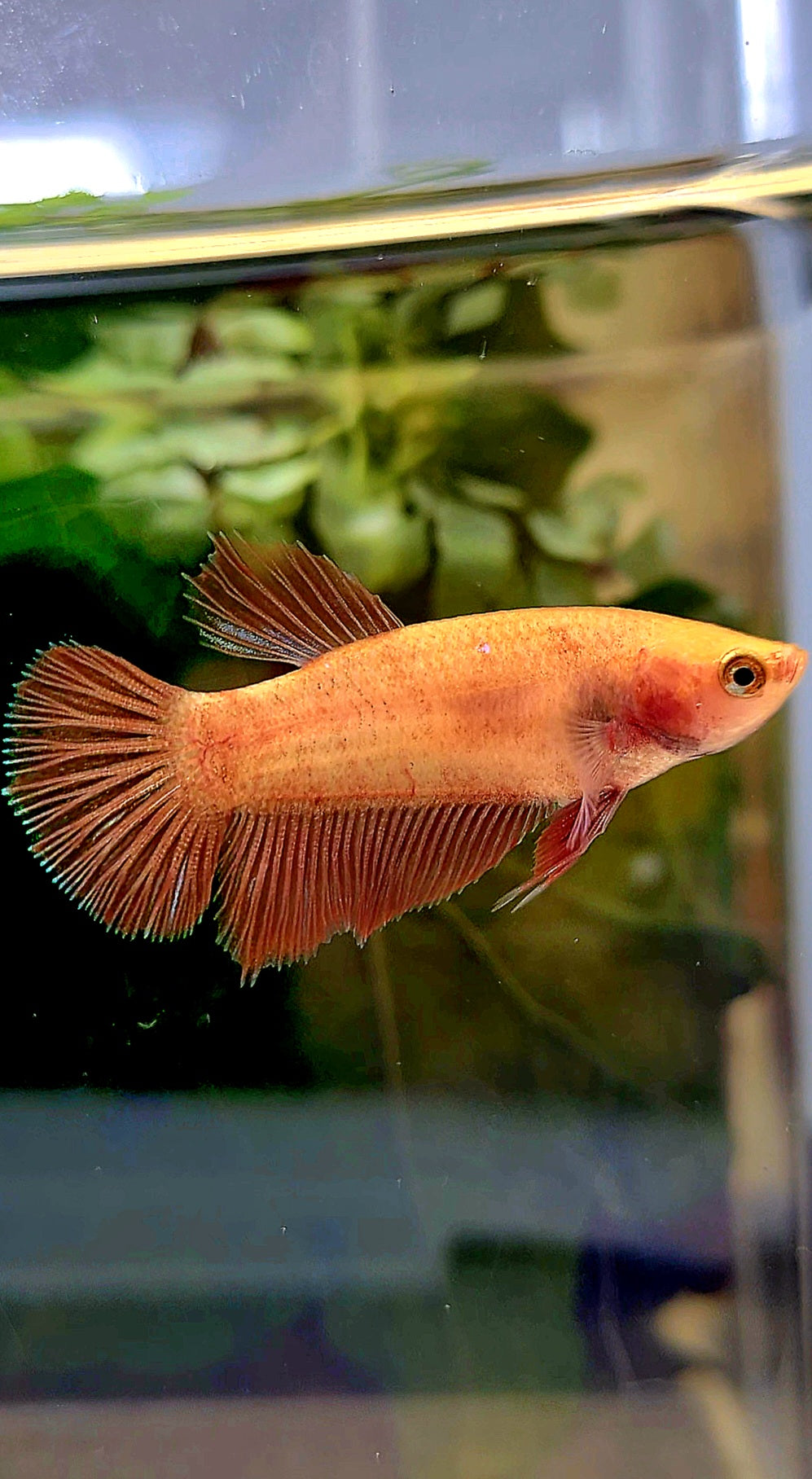 FEMALE HALFMOON SUPER RED BETTA FISH