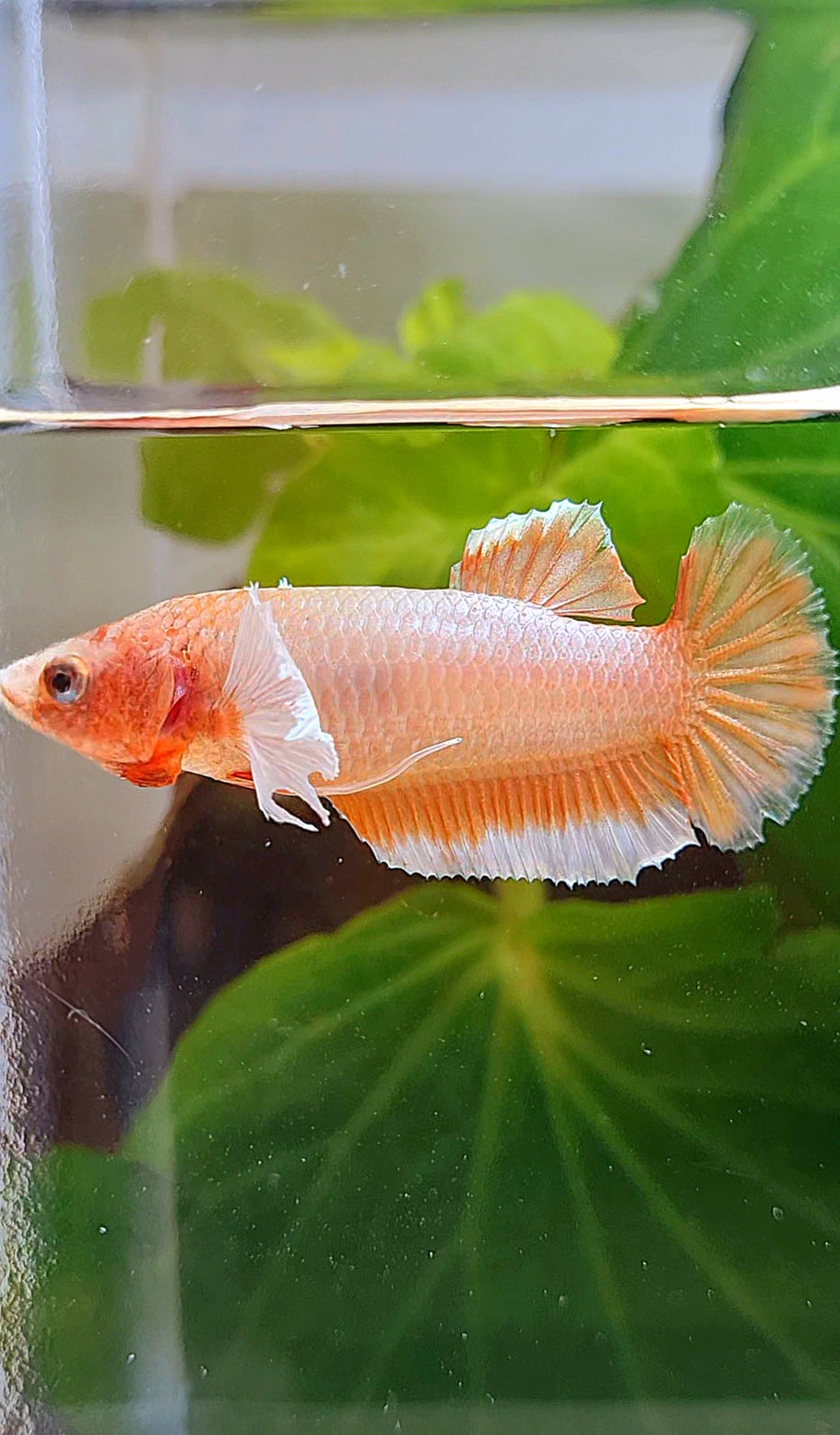 FEMALE HALFMOON DUMBO EAR ORANGE BETTA FISH