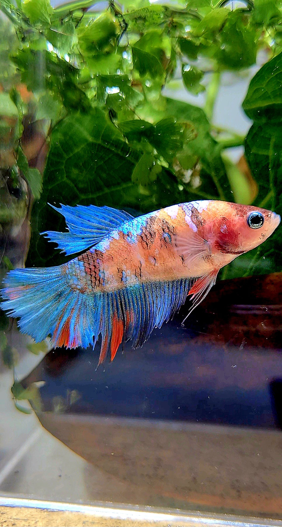 FEMALE HALFMOON KOI BETTA FISH