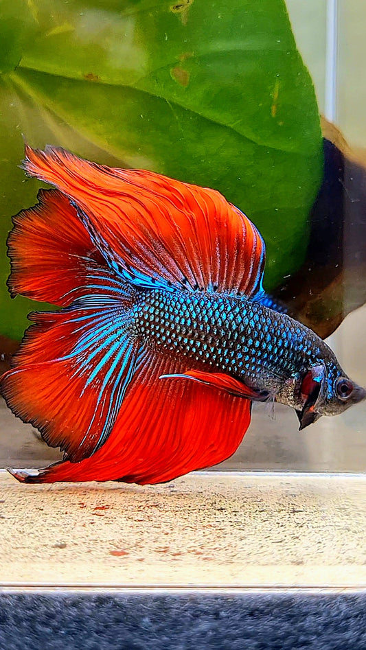 LUXURY HALFMOON DOUBLE TAIL IMBELLIS RED GREEN HYBRID WILD BETTA FISH