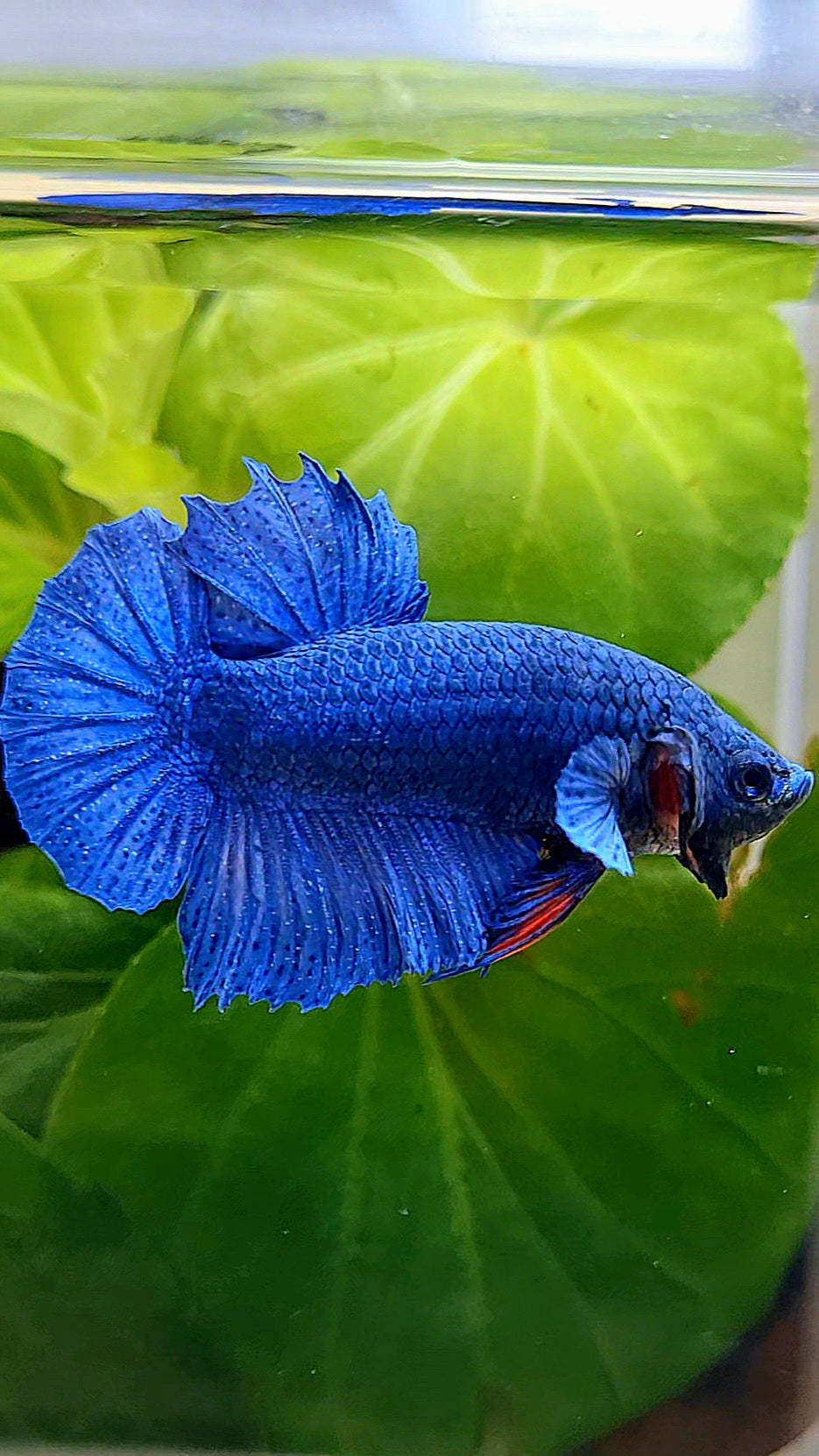 CROWNTAIL PLAKAT ROYAL BLUE BETTA FISH