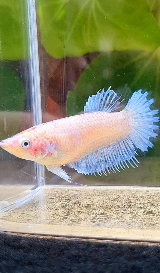 FEMALE CROWNTAIL PLAKAT WHITE CELLOPHANE BETTA FISH