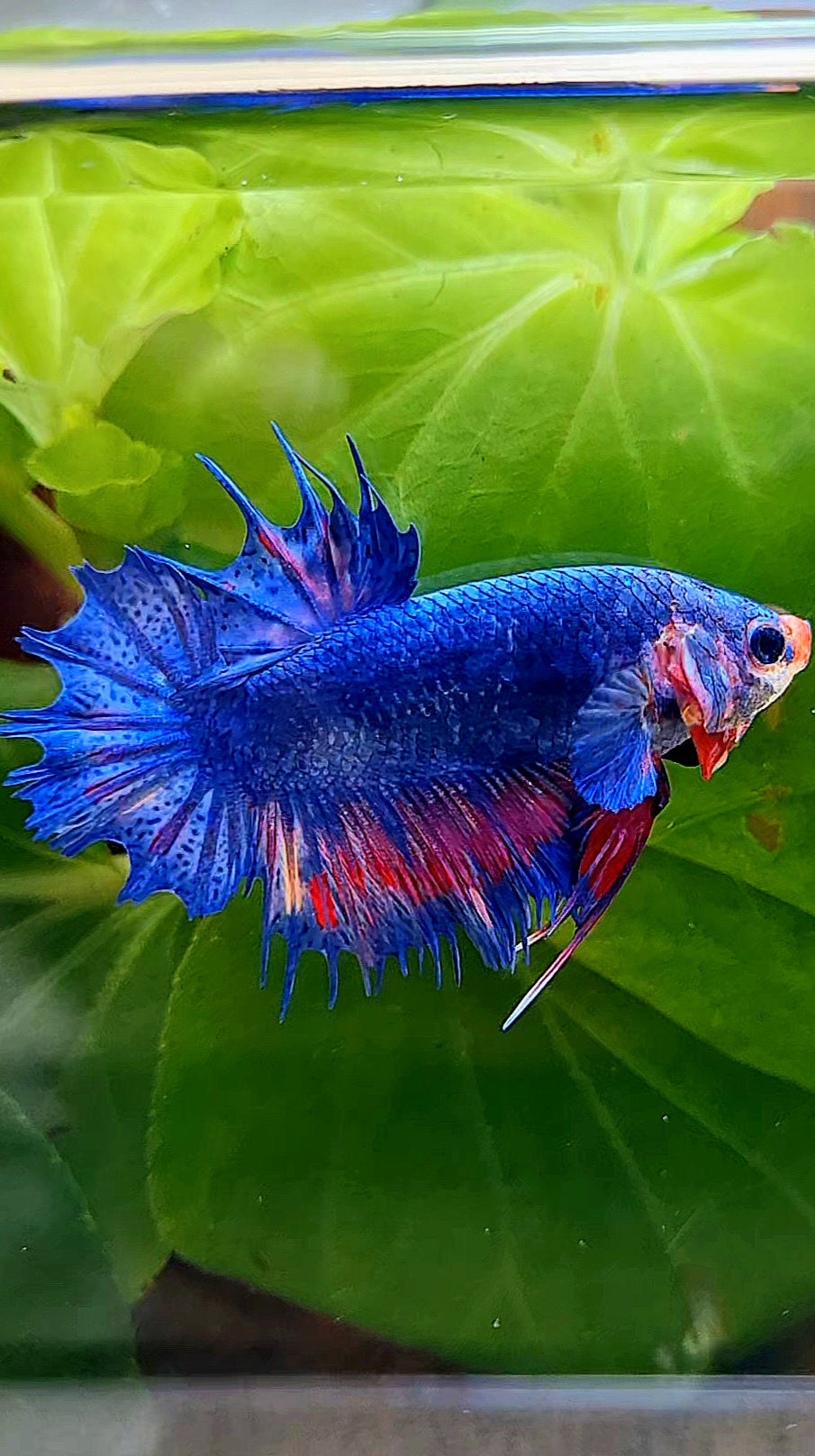 CROWNTAIL PLAKAT BLUE PINK FANCY BETTA FISH