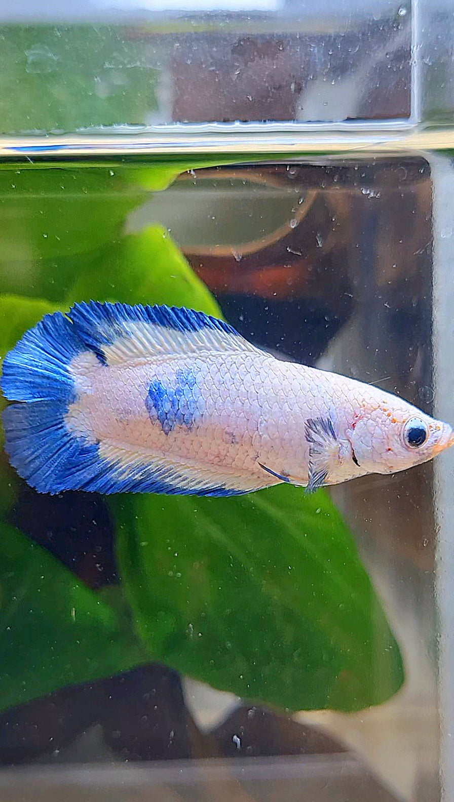 FEMALE PLAKAT DOUBLE TAIL BLUE RIM MARBLE BETTA FISH