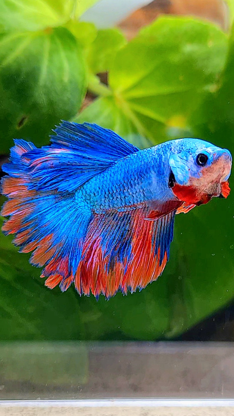 HALFMOON ROSETAIL BLUE PINK PATTERN BETTA FISH