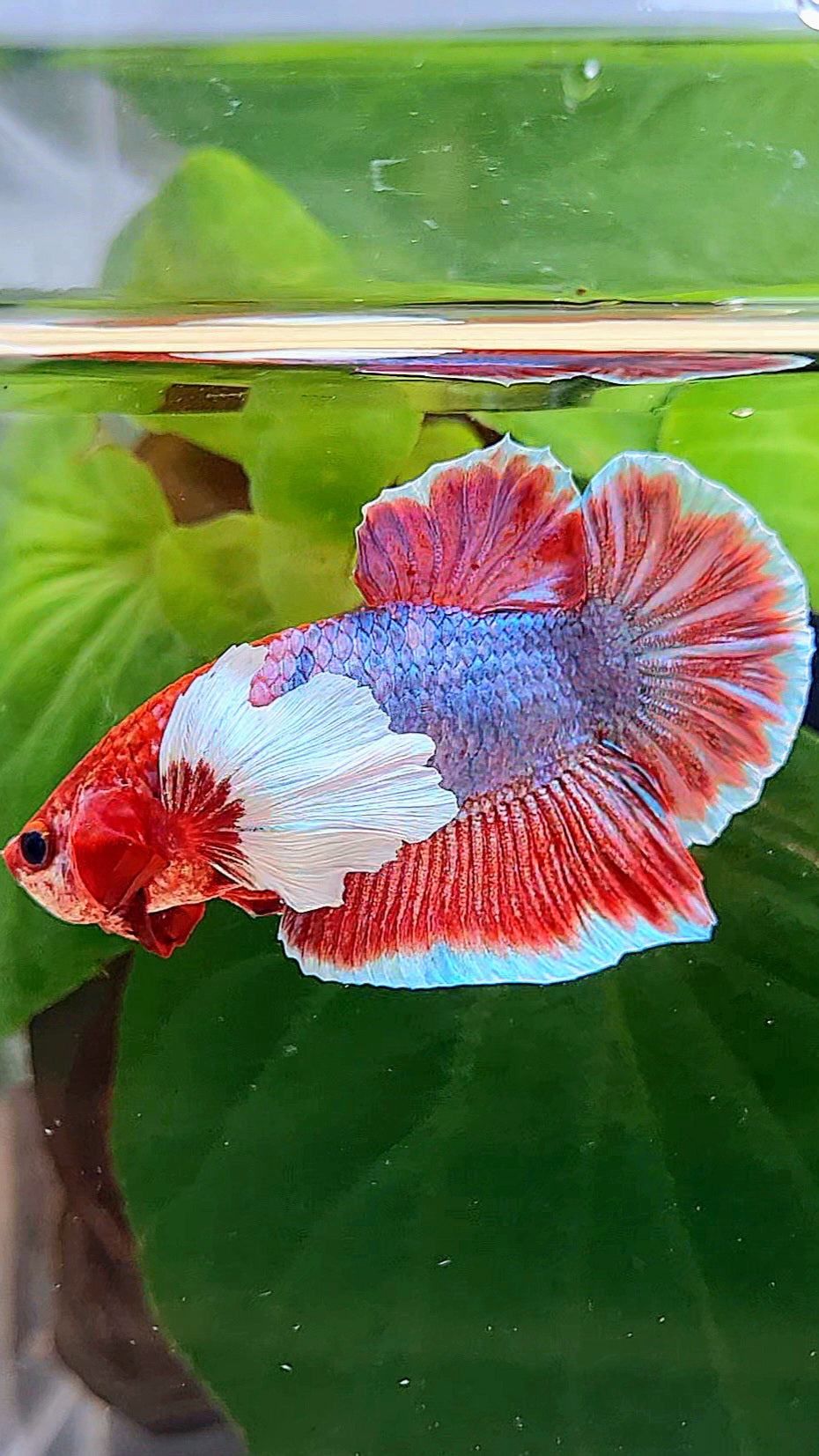 PLAKAT DUMBO EAR RED FANCY BETTA FISH