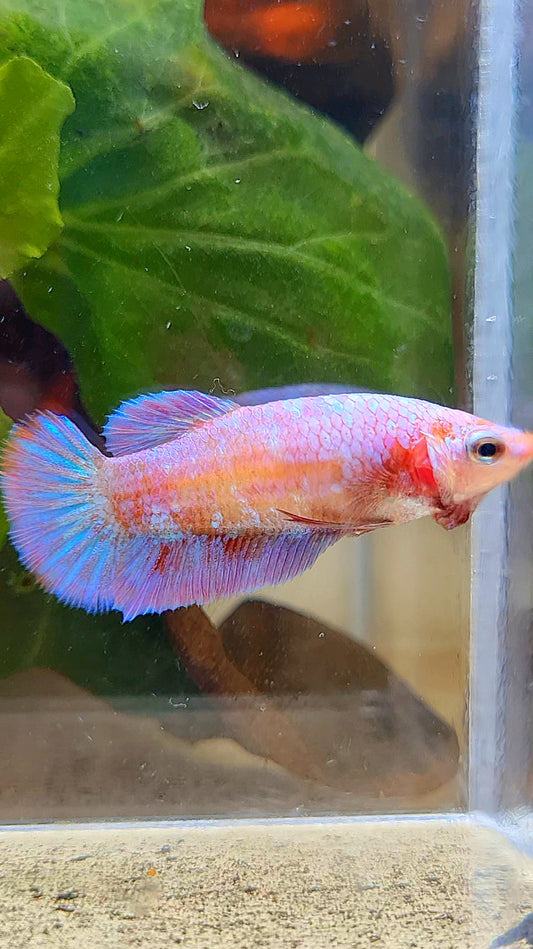 FEMALE PLAKAT RED PURPLE GALAXY RPG BETTA FISH