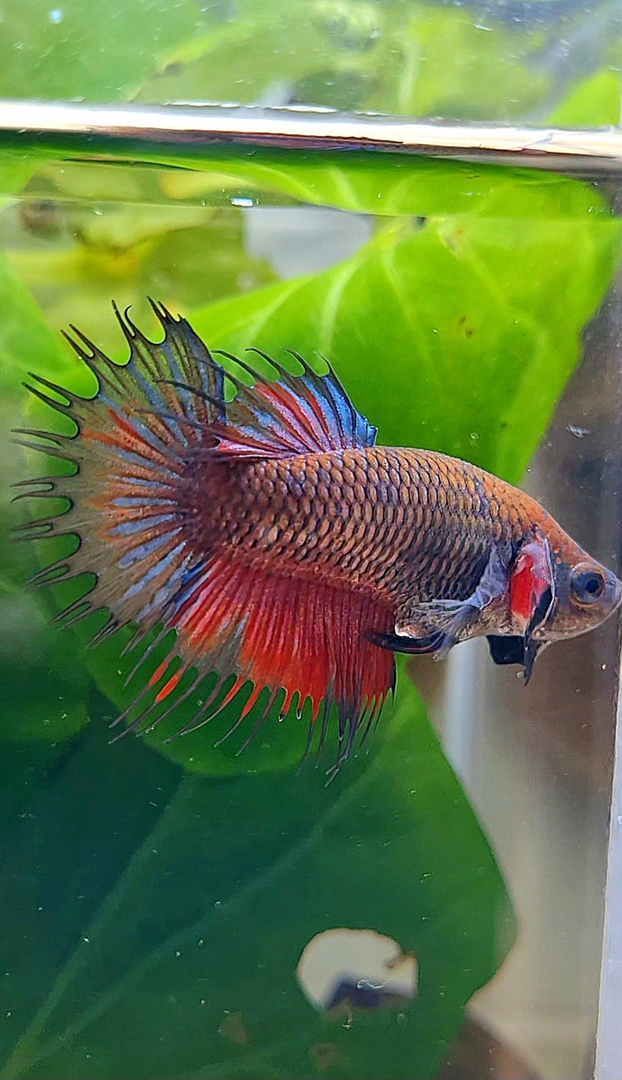 FEMALE CROWNTAIL BLACK RED BETTA FISH