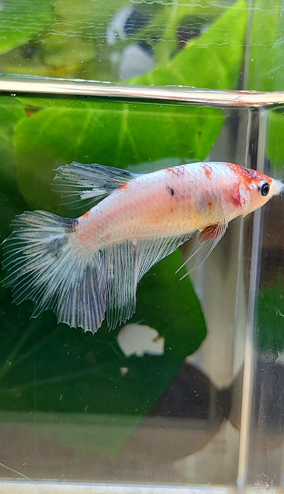 FEMALE HALFMOON WHITE COPPER KOI BETTA FISH
