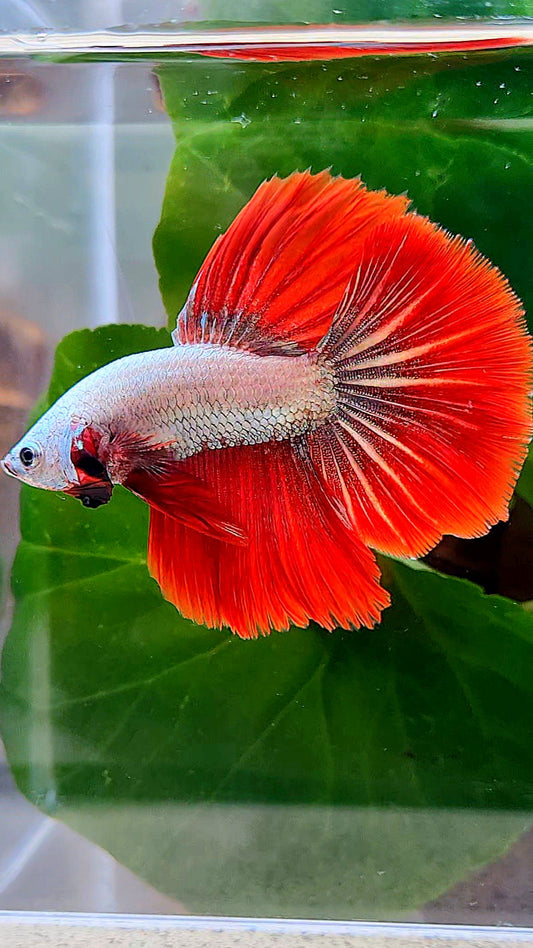 HALFMOON ROSETAIL RED DRAGON BETTA FISH