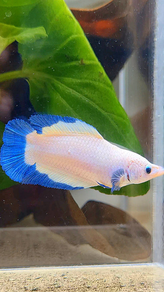 FEMALE PLAKAT DOUBLE TAIL BLUE RIM BUTTERFLY BETTA FISH