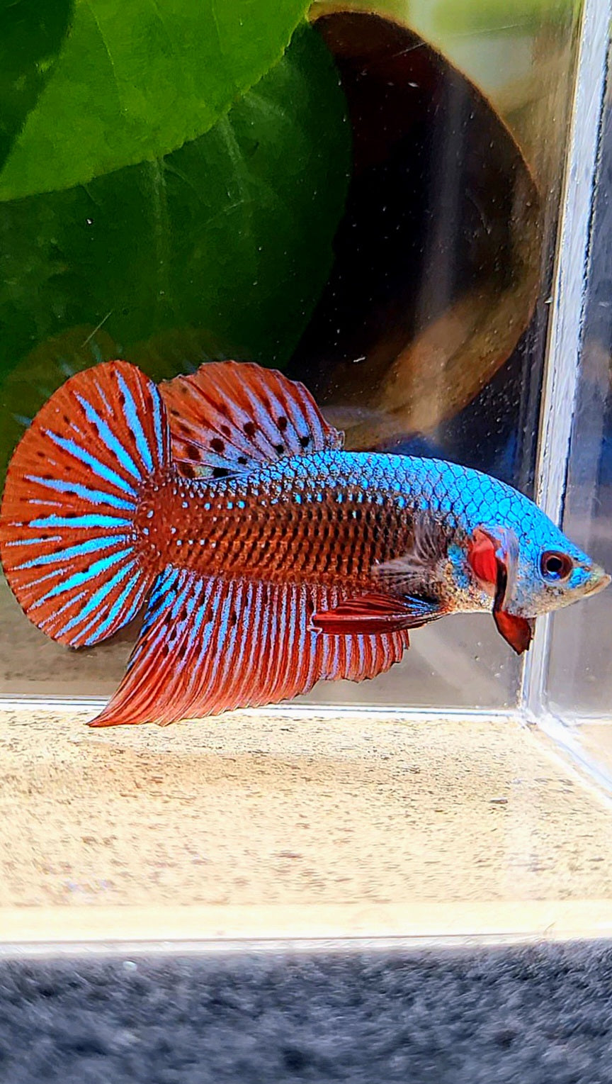 PLAKAT ALIEN BLUE GREEN HYBRID WILD BETTA FISH