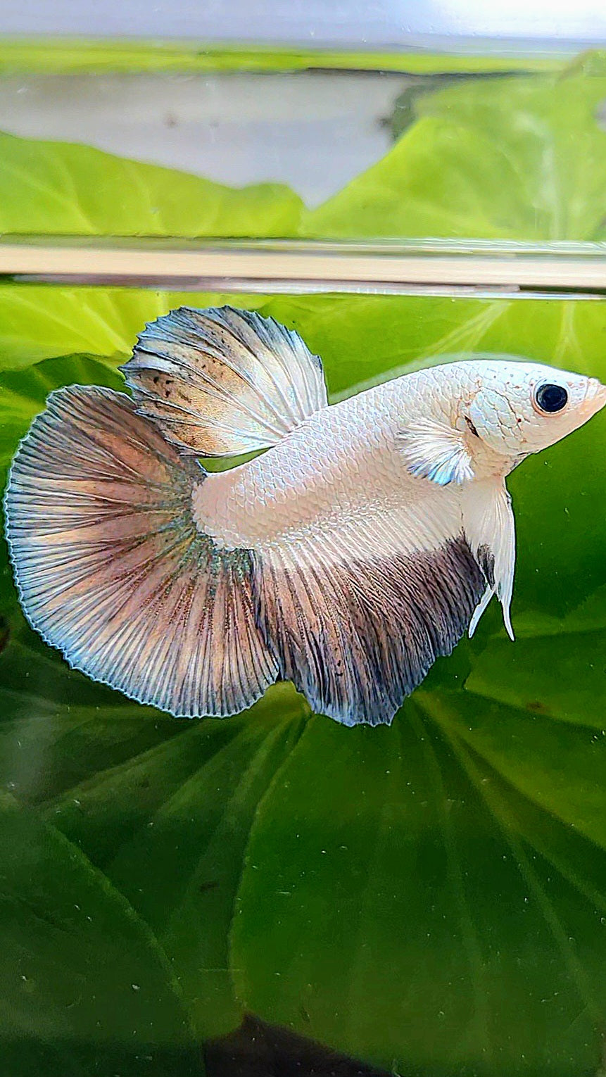 HALFMOON COPPER RIM BETTA FISH