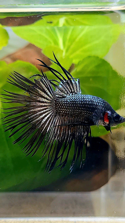 CROWNTAIL BLACK COPPER HYBRID WILD BETTA FISH