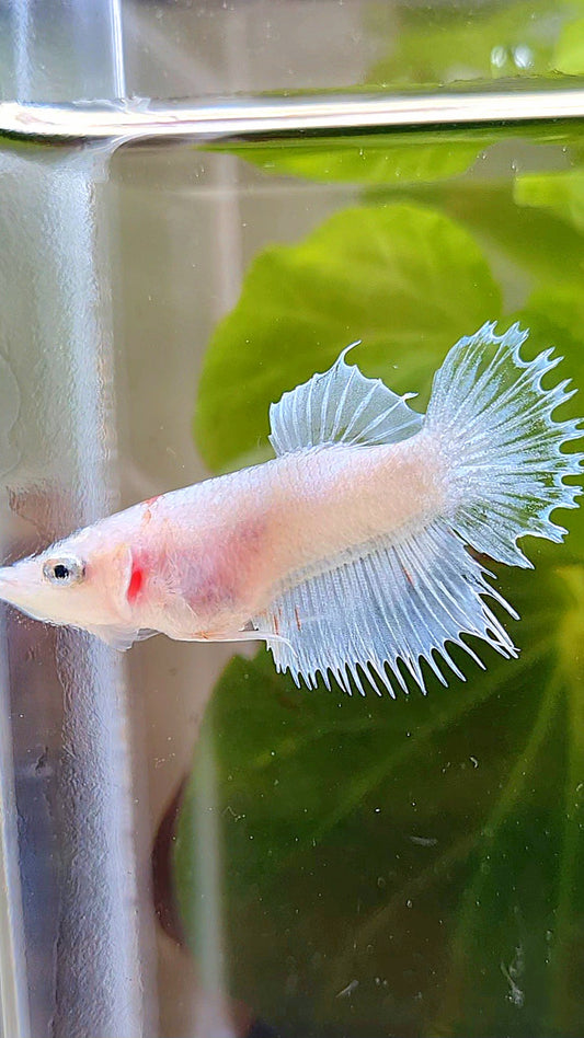 FEMALE CROWNTAIL PLAKAT WHITE CELLOPHANE BETTA FISH