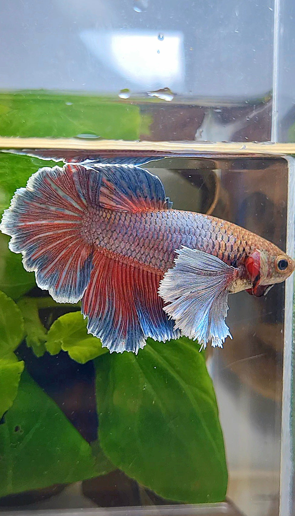 FEMALE HALFMOON ROSETAIL SUPER DUMBO EAR PURPLE BETTA FISH