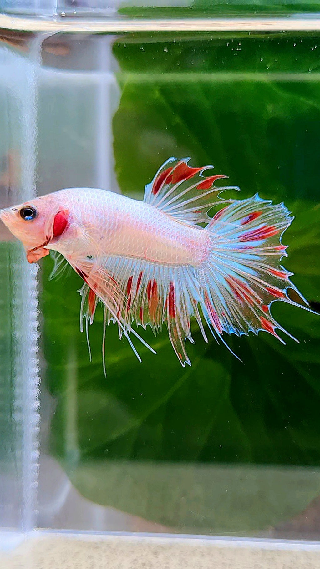 CROWNTAIL FANCY ARMAGEDDON BETTA FISH