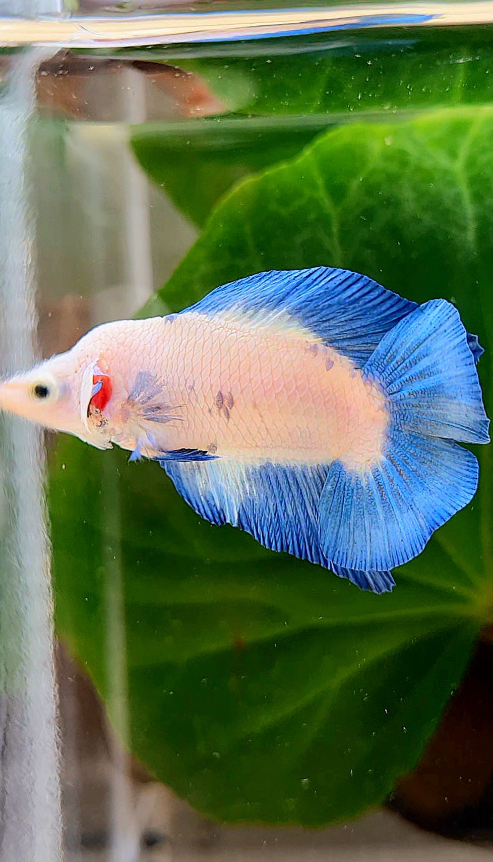 PLAKAT DOUBLETAIL SHORT BODY BLUE RIM BETTA FISH