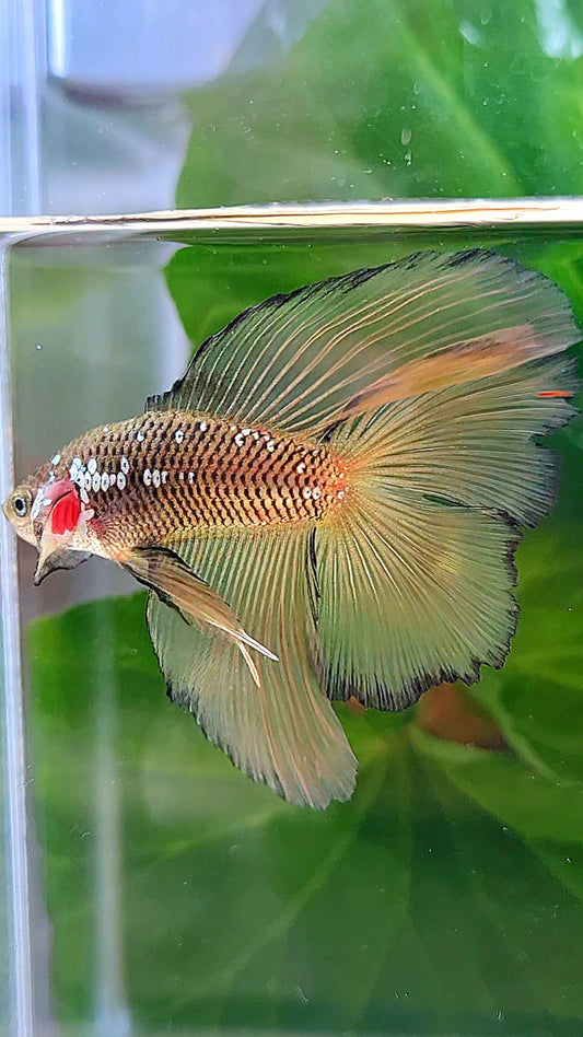 HALFMOON DOUBLE TAIL YELLOW SAMURAI MAMBA BETTA FISH