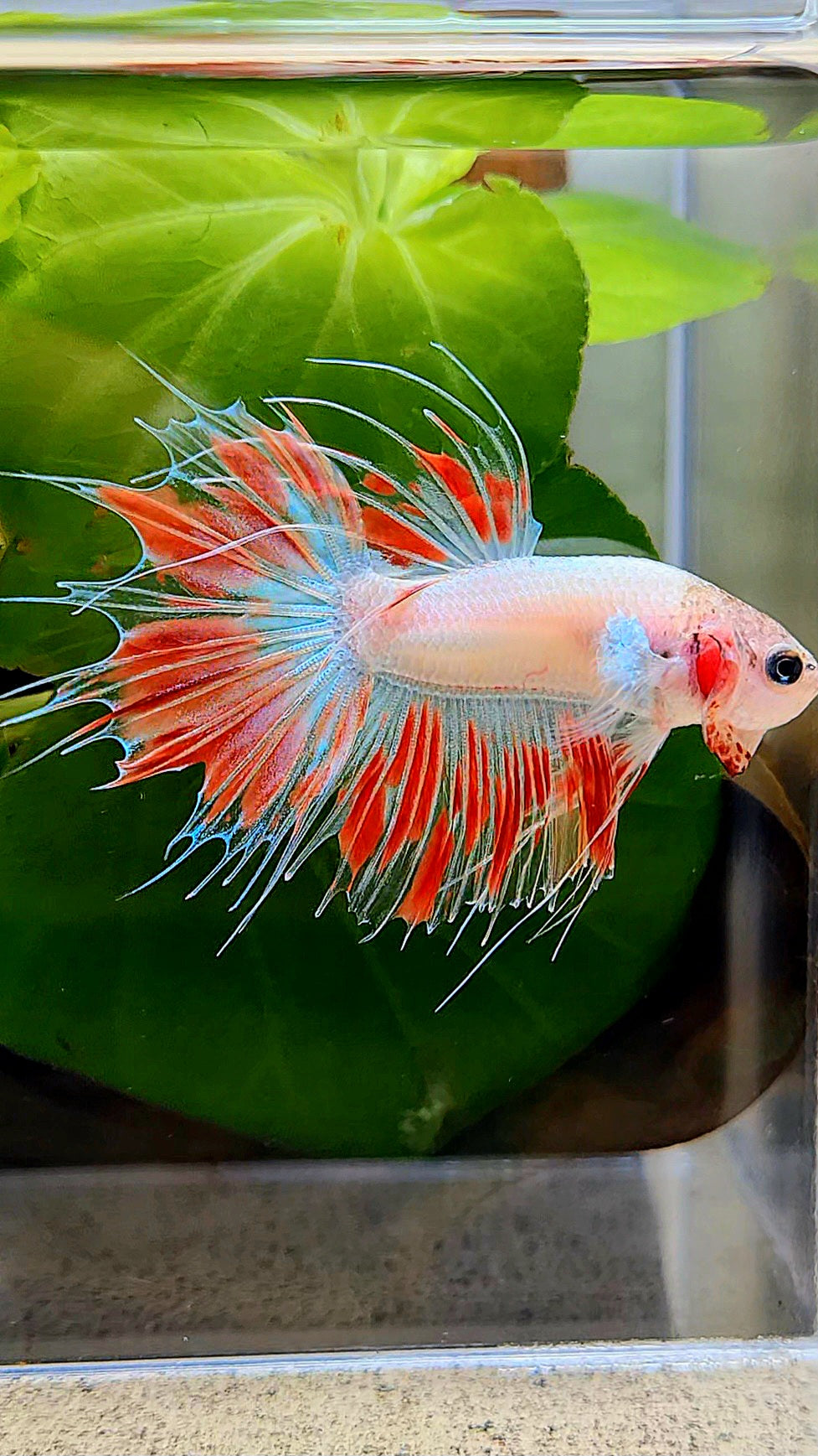 CROWNTAIL ARMAGEDDON FIRE BETTA FISH