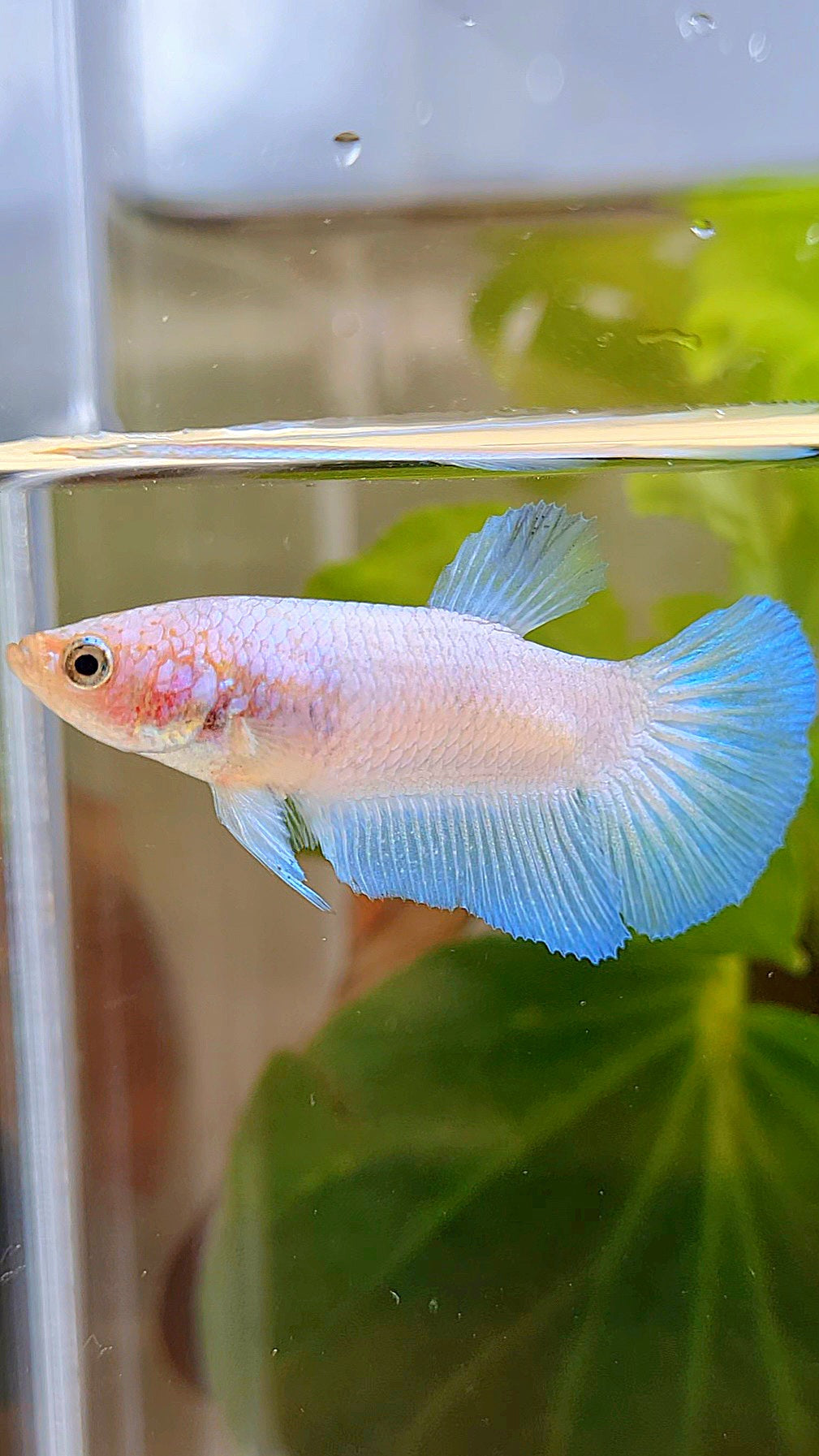 FEMALE HALFMOON BLUE RIM BETTA FISH