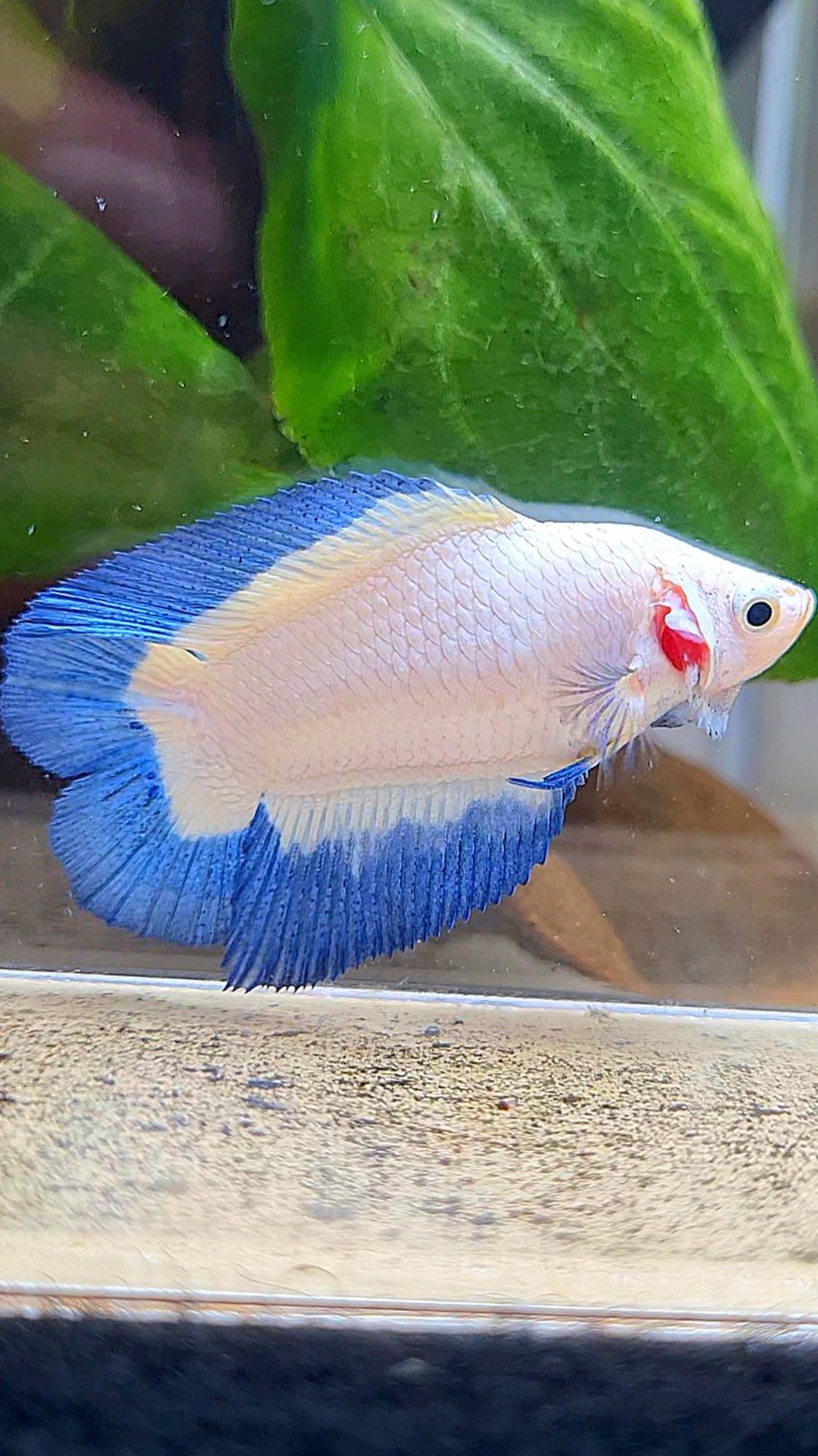 FEMALE HALFMOON DOUBLE TAIL BLUE RIM BUTTERFLY BETTA FISH