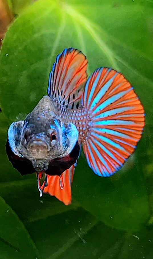 PLAKAT IMBELLIS ORANGE GREEN HYBRID WILD BETTA FISH