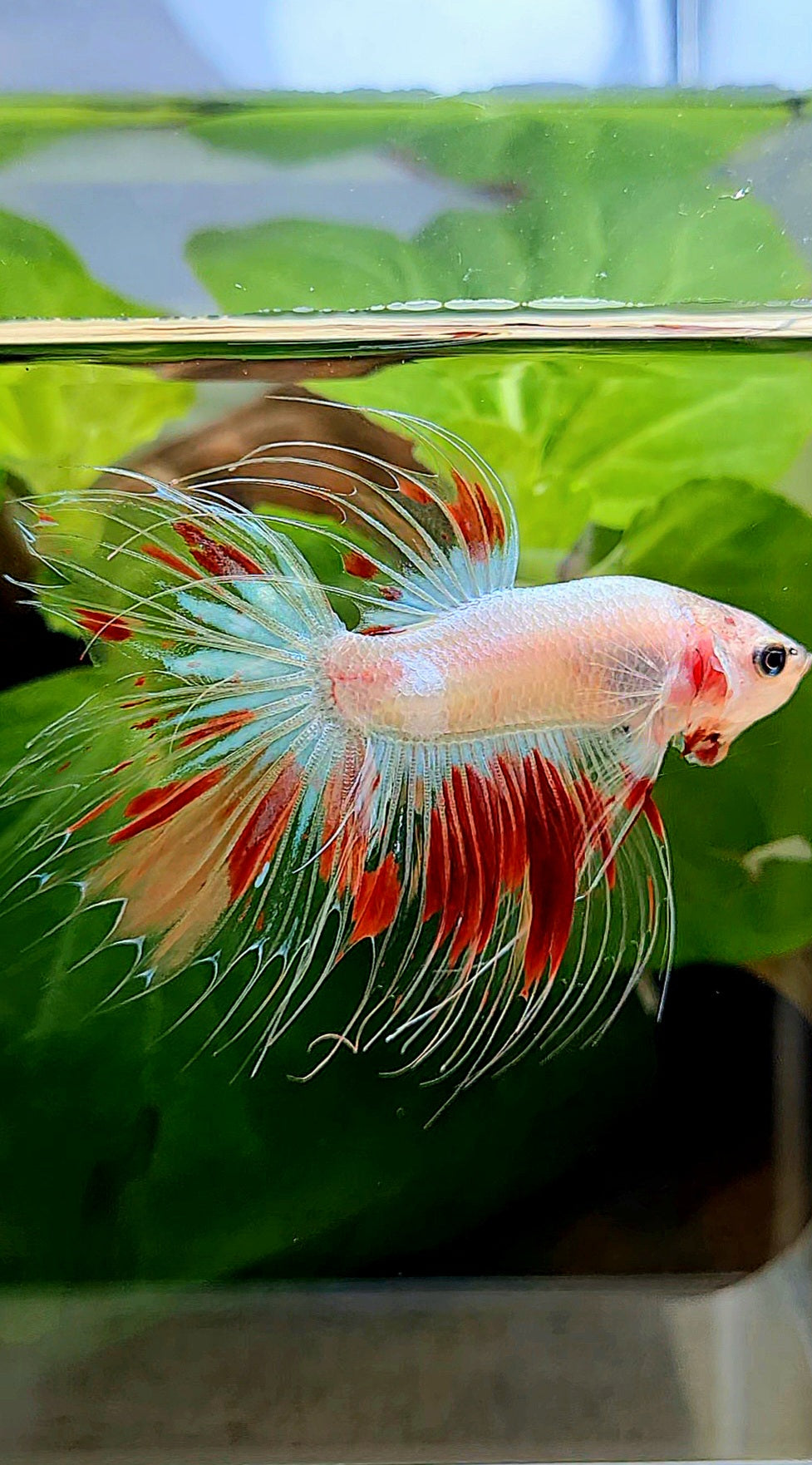 CROWNTAIL FANCY ARMAGEDDON BETTA FISH minus little wart