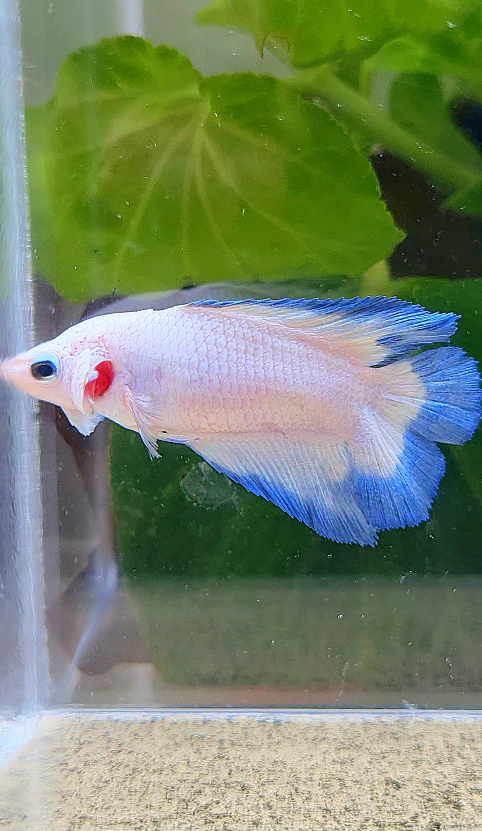 FEMALE HALFMOON DOUBLE TAIL BLUE RIM BUTTERFLY BETTA FISH