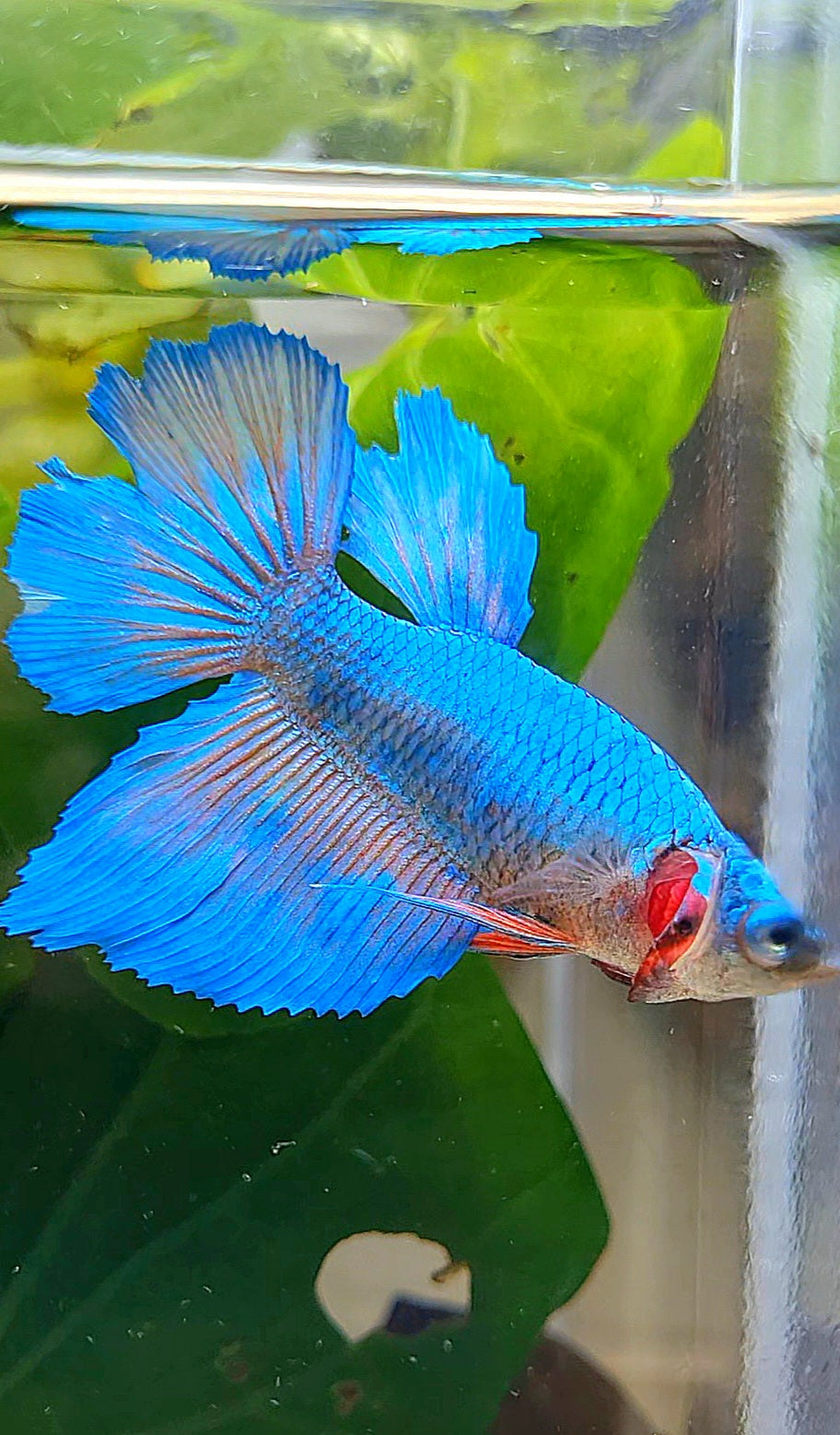 FEMALE HALFMOON BLUE ORANGE WASH BETTA FISH