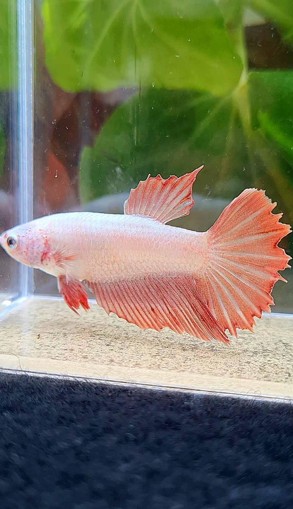 FEMALE HALFMOON RED DRAGON BETTA FISH