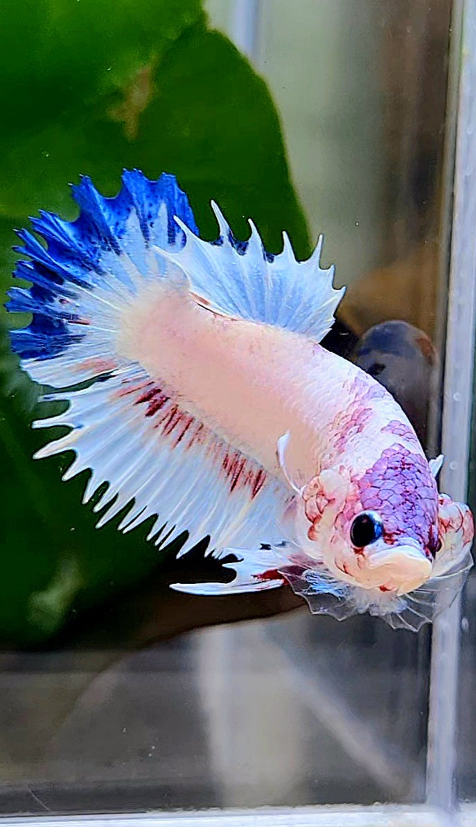 CROWNTAIL PLAKAT WHITE BLUE RIM FANCY BETTA FISH