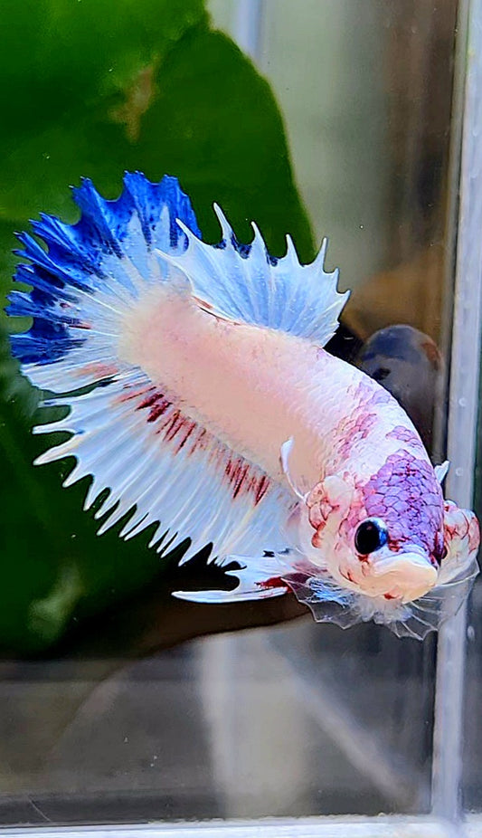 CROWNTAIL PLAKAT WHITE BLUE RIM FANCY BETTA FISH