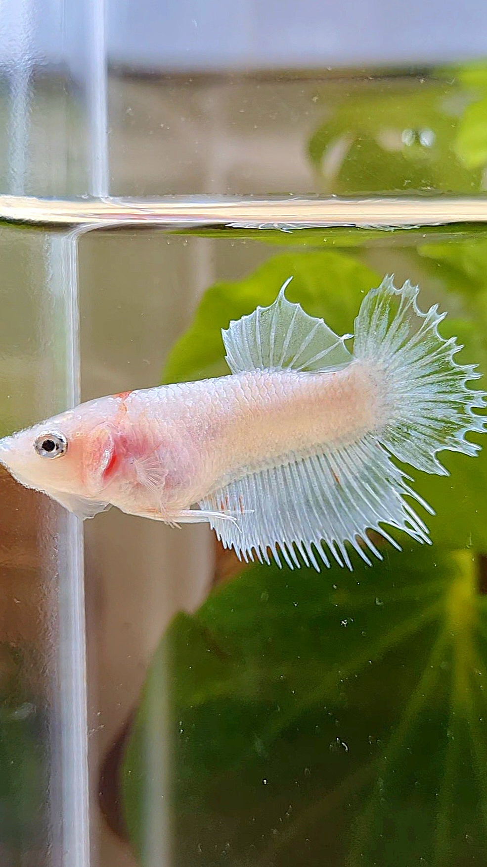 FEMALE CROWNTAIL PLAKAT WHITE CELLOPHANE BETTA FISH