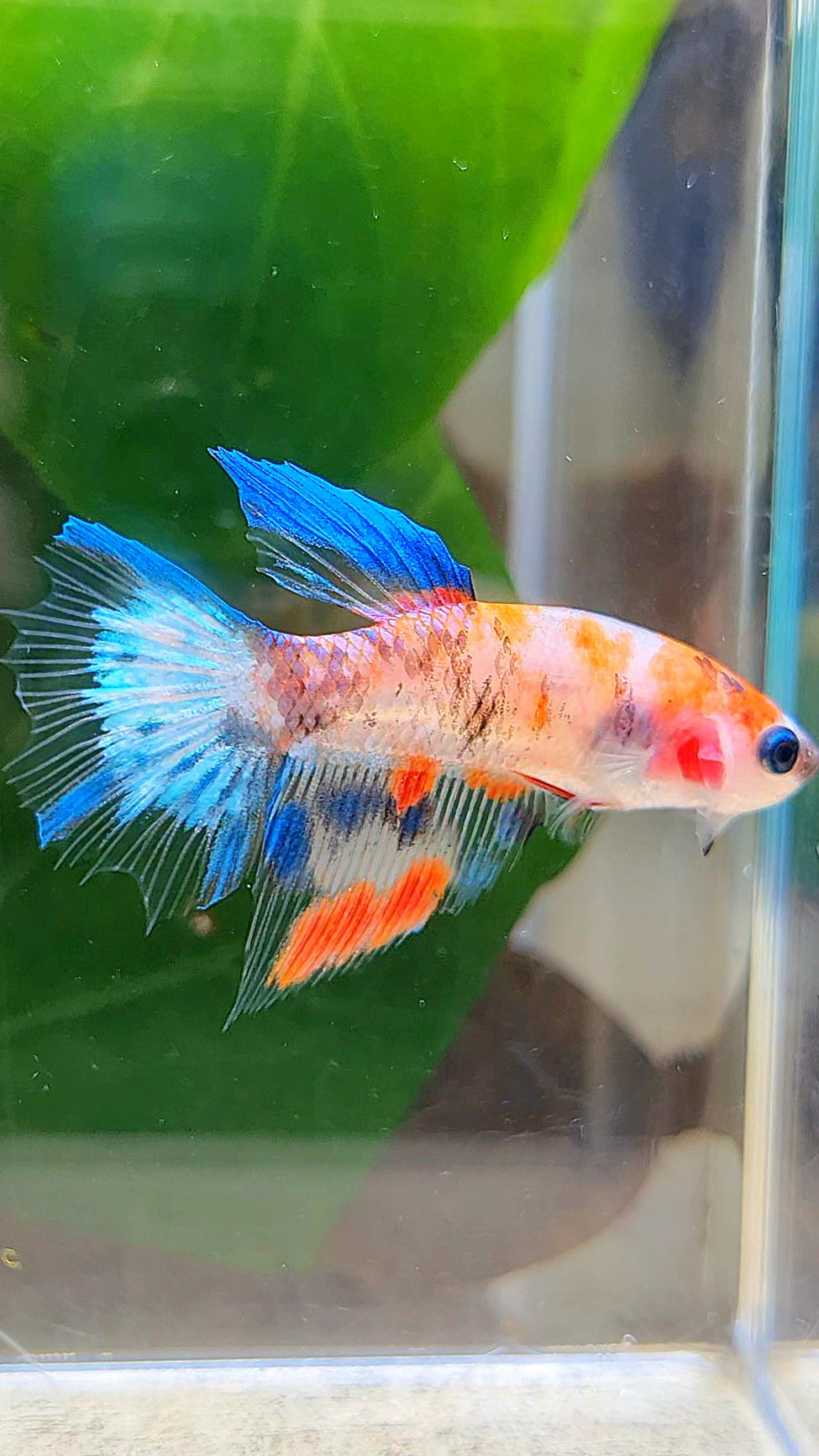 FEMALE HALFMOON KOI MULTICOLOR BETTA FISH