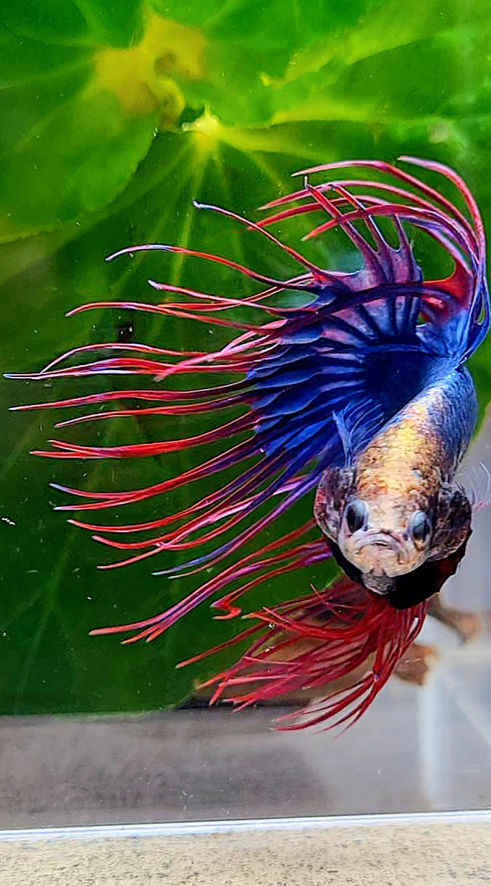 CROWNTAIL BLUE PURPLE MASCOT MONKEY FACE BETTA FISH