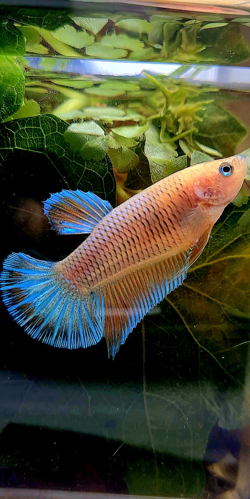 FEMALE HMPK ORANGE PINEAPPLE BETTA FISH