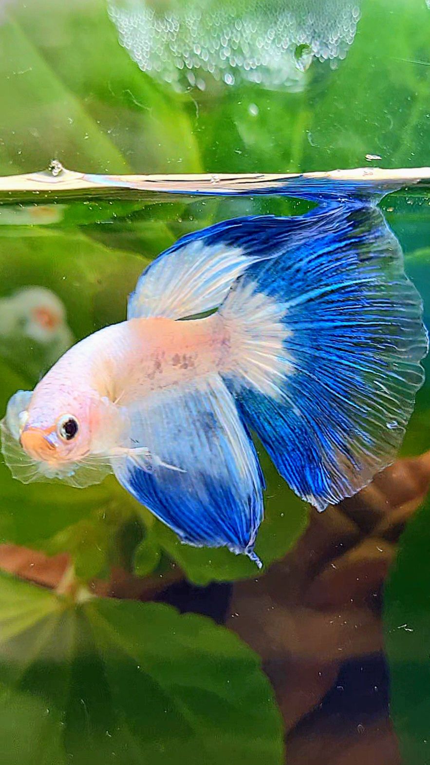 HALFMOON BLUE RIM BUTTERFLY BETTA FISH