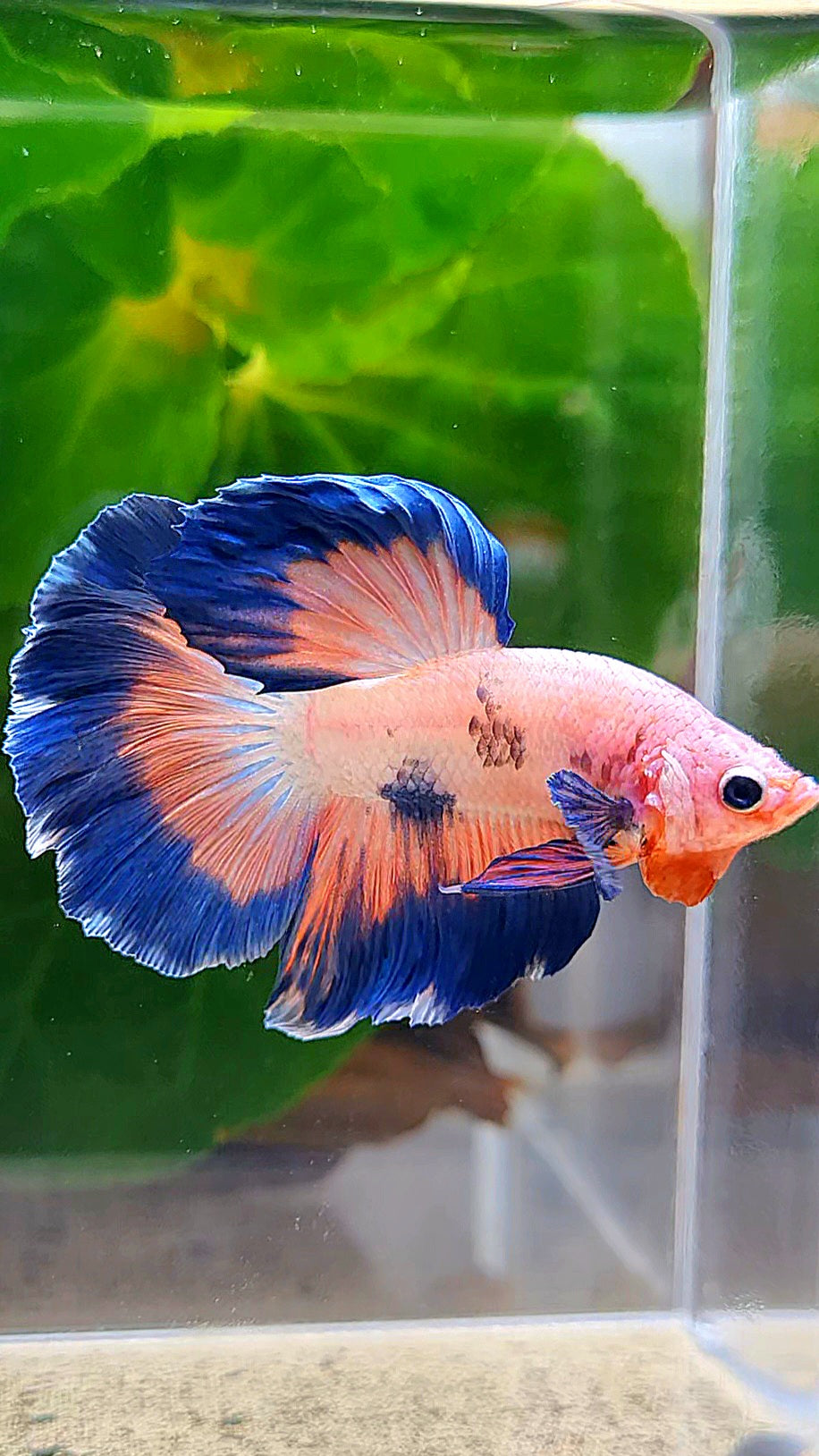 HALFMOON ROSETAIL PINK FANCY FLAMINGGO BLUE DOT BETTA FISH