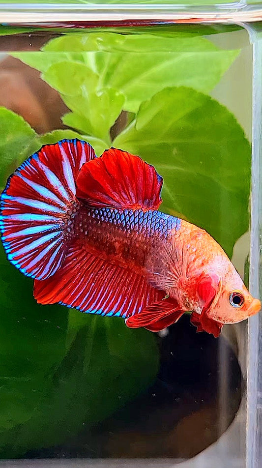 PLAKAT RED FANCY MONKEY FACE BETTA FISH