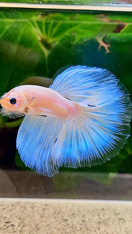 HALFMOON ROSETAIL WHITE CELLOPHANE ICE BLUE BUTTERFLY BETTA FISH