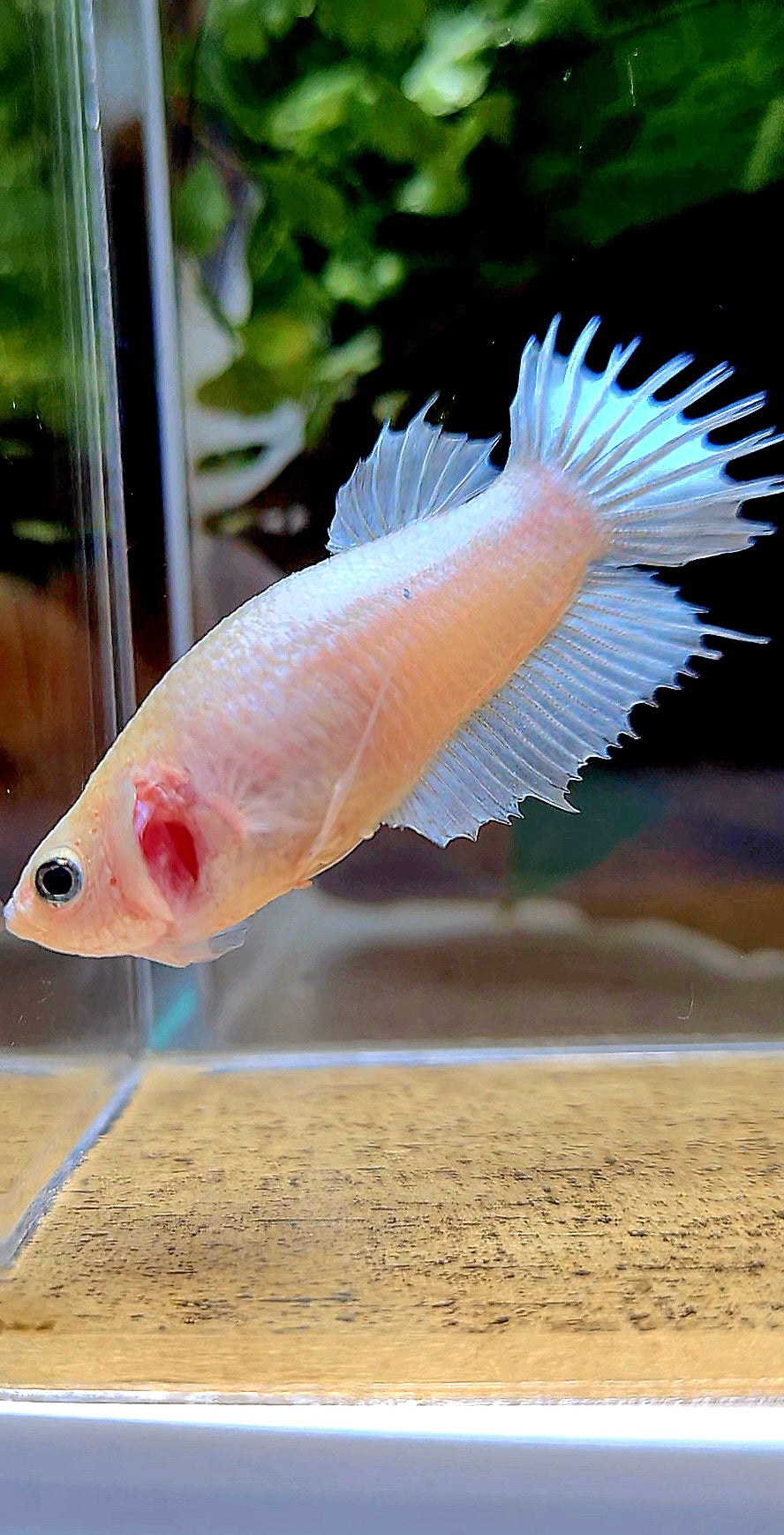 FEMALE CROWNTAIL PLAKAT WHITE BETTA FISH
